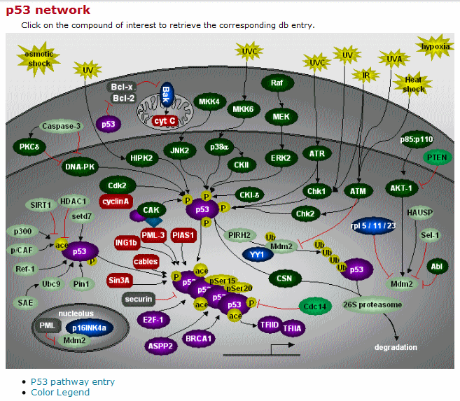 p53 map