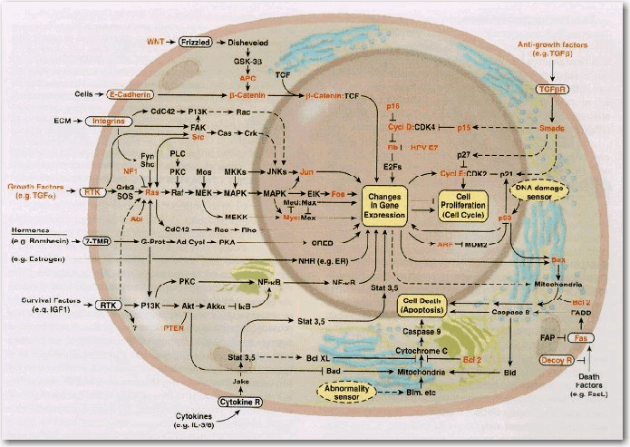 Semantic Reaction