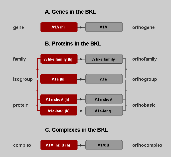 Molecule Types in the BKL